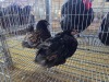 2 X CHICKEN ROOSTER & HEN A CLOETE (Per animal to take the lot)