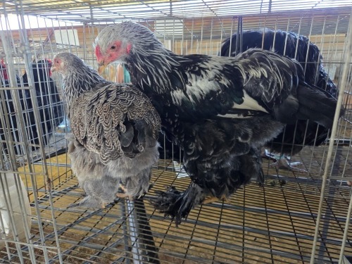 2 X CHICKEN ROOSTER & HEN A CLOETE (Per animal to take the lot)