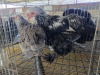 2 X CHICKEN ROOSTER & HEN A CLOETE (Per animal to take the lot)