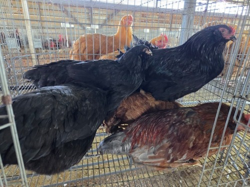 5 X CHICKEN A CLOETE (Per animal to take the lot)