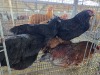 5 X CHICKEN A CLOETE (Per animal to take the lot)