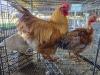 3 X CHICKEN ROOSTER & HEN BERTHA (Per animal to take the lot)