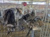 3 X CHICKEN ROOSTER & HEN A CLOETE (Per animal to take the lot)