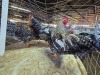 6 X CHICKEN ROOSTER WILLEM VAN HEERDEN (Per animal to take the lot)