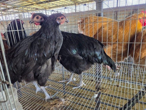 2 X CHICKEN A CLOETE (Per animal to take the lot)