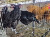 2 X CHICKEN A CLOETE (Per animal to take the lot)