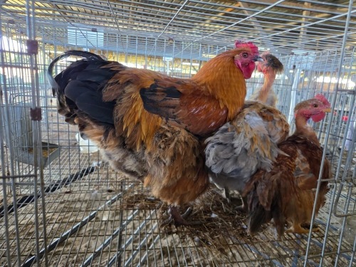 3 X CHICKEN ROOSTER & HEN BERTHA (Per animal to take the lot)