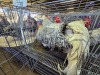 4 X CHICKEN ROOSTER WILLEM VAN HEERDEN (Per animal to take the lot)