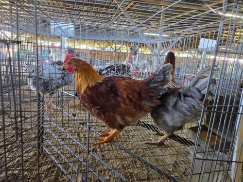 2 X CHICKEN ROOSTER BERTHA (Per animal to take the lot)