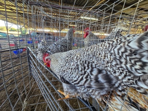 6 X CHICKEN ROOSTER WILLEM VAN HEERDEN (Per animal to take the lot)