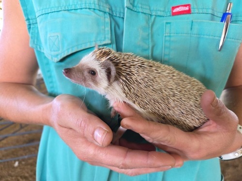1 X HEDGEHOG HEN THE FARMERS HUB (Per animal to take the lot)