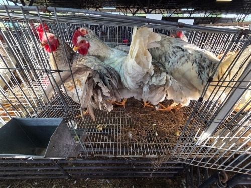 4 X CHICKEN ROOSTER WILLEM VAN HEERDEN (Per animal to take the lot)