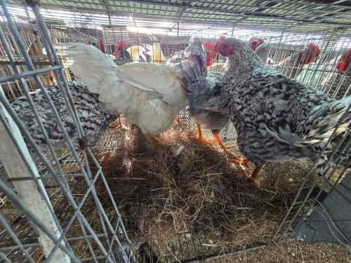 4 X CHICKEN ROOSTER WILLEM VAN HEERDEN (Per animal to take the lot)