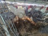 4 X CHICKEN ROOSTER WILLEM VAN HEERDEN (Per animal to take the lot)