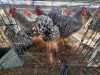4 X CHICKEN ROOSTER WILLEM VAN HEERDEN (Per animal to take the lot)