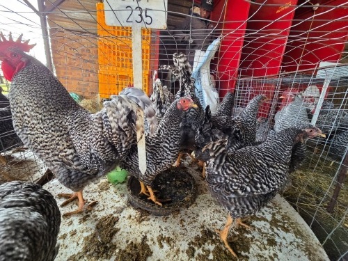 13 X CHICKEN ROOSTER & HEN FYNDRAAI HOENDER BOERDERY (Per animal to take the lot)