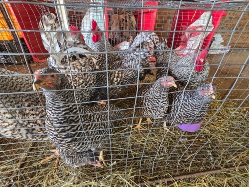 14 X CHICKEN ROOSTER & HEN FYNDRAAI HOENDER BOERDERY (Per animal to take the lot)