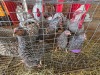 14 X CHICKEN ROOSTER & HEN FYNDRAAI HOENDER BOERDERY (Per animal to take the lot)