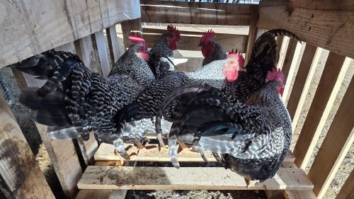 4 X CHICKEN ROOSTER DE BEER BOERDERY (Per animal to take the lot)