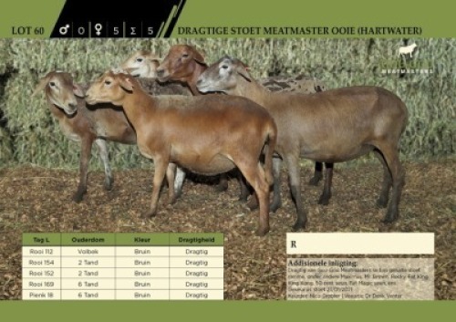 5 x Dragtige Stoet Meatmaster Ooie (Hartwater)