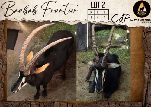 1 X Sable M:1 Aden Game Farm
