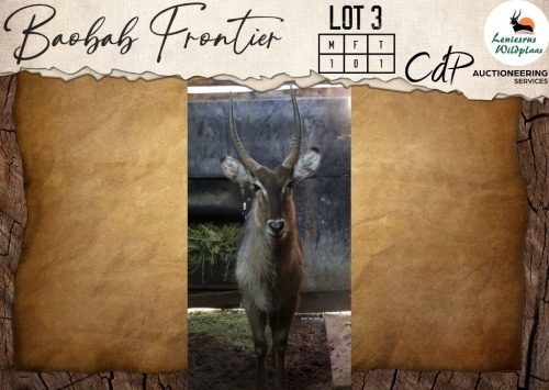 1 X Waterbuck M:1 Leniesrus Wildsplaas