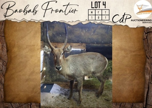 1 X Waterbuck M:1 Legend Wildlife