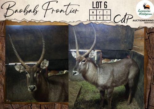 1 X Waterbuck M:1 Leniesrus Wildsplaas