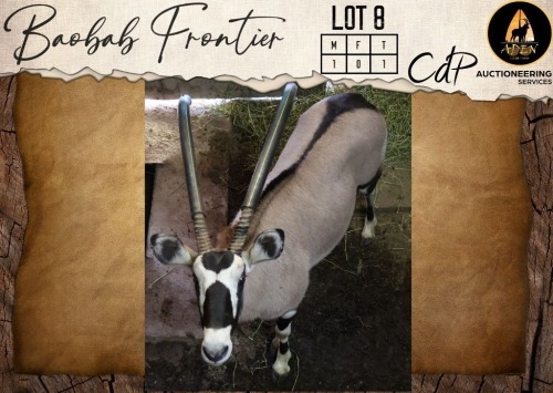 1 X Oryx M:1 Aden Game Farm