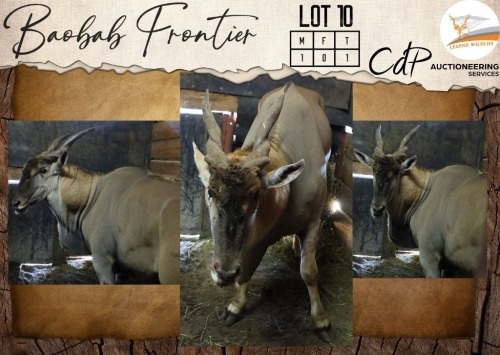 1 X Eland M:1 Legend Wildlife