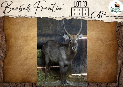 1 X Waterbuck M:1 Leniesrus Wildsplaas