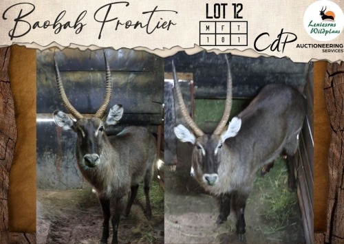 1 X Waterbuck M:1 Leniesrus Wildsplaas