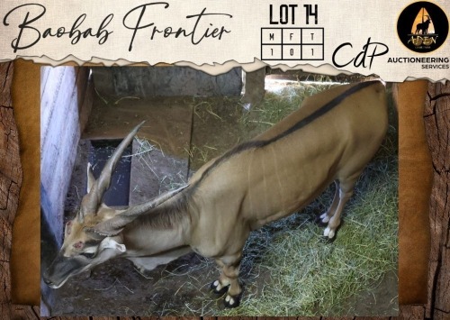 1 X Eland M:1 Aden Game Farm