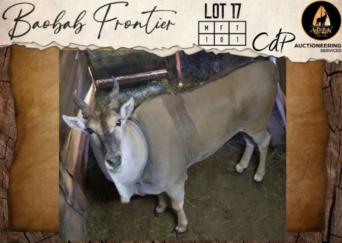 1 X Eland M:1 Aden Game Farm