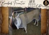 1 X Eland M:1 Aden Game Farm