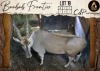 1 X Eland M:1 Aden Game Farm
