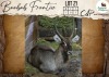 1 X Waterbuck M:1 Leniesrus Wildsplaas