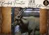 1 X Eland M:1 Aden Game Farm