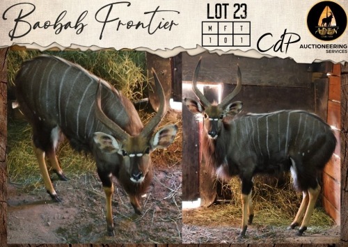 1 X Nyala M:1 Aden Game Farm