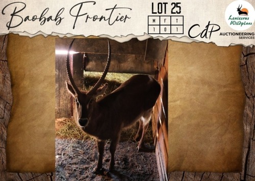 1 X Waterbuck M:1 Leniesrus Wildsplaas