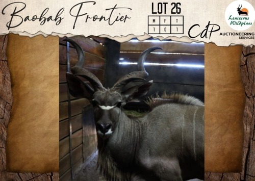 1 X Kudu M:1 Leniesrus Wildsplaas