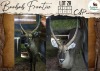 1 X Waterbuck M:1 Leniesrus Wildsplaas