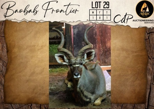 1 X Kudu M:1 Aden Game Farm