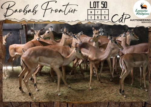 16 X Impala V/F:16 Leniesrus Wildsplaas (Per Piece to take the lot/Per stuk om lot te neem)