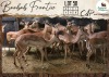16 X Impala V/F:16 Leniesrus Wildsplaas (Per Piece to take the lot/Per stuk om lot te neem)