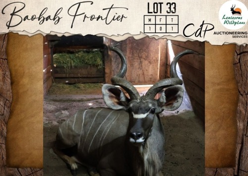 1 X Kudu M:1 Leniesrus Wildsplaas