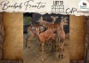 5 X Impala M:5 Leniesrus Wildsplaas (Per Piece to take the lot/Per stuk om lot te neem)
