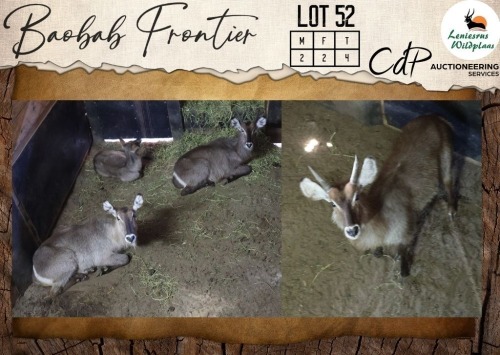 4 X Waterbuck M:2 V/F:2 Leniesrus Wildsplaas (Per Piece to take the lot/Per stuk om lot te neem)