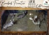 4 X Waterbuck M:2 V/F:2 Leniesrus Wildsplaas (Per Piece to take the lot/Per stuk om lot te neem)