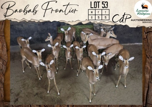 15 X Impala V/F:15 Leniesrus Wildsplaas (Per Piece to take the lot/Per stuk om lot te neem)